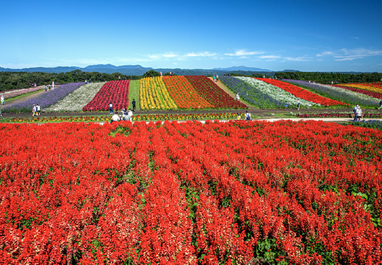 やくらいガーデン